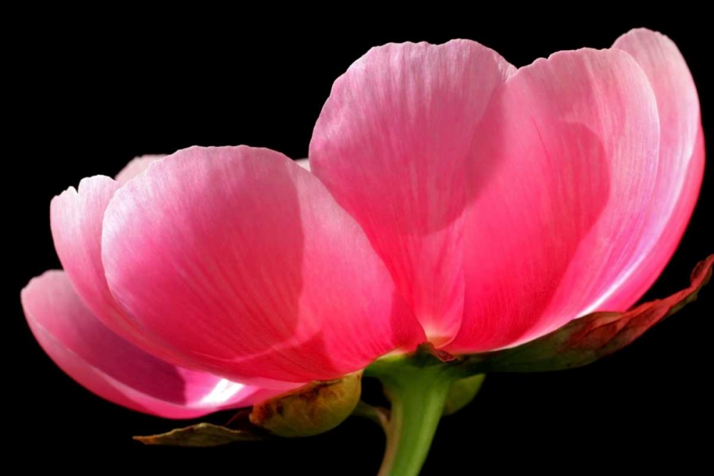 Pink Peony III art print by Tammy Putman for $57.95 CAD