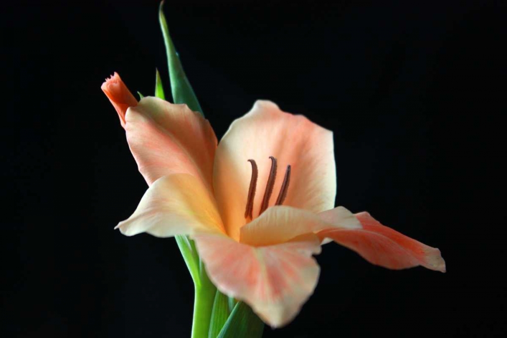 Peach Lily art print by Tammy Putman for $57.95 CAD