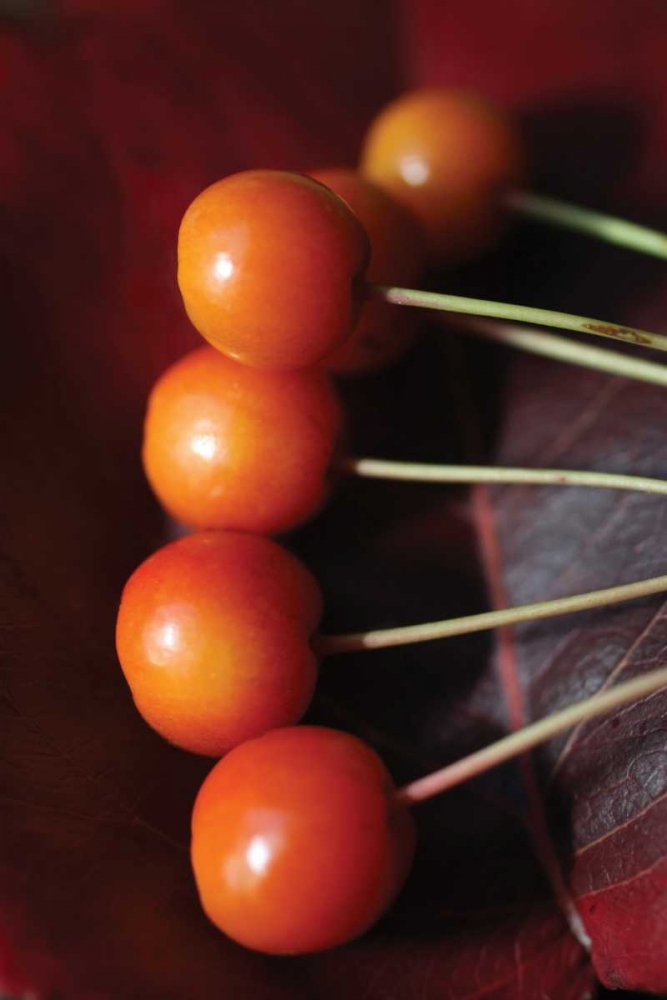 Berries I art print by Tammy Putman for $57.95 CAD