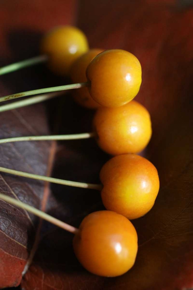 Berries II art print by Tammy Putman for $57.95 CAD