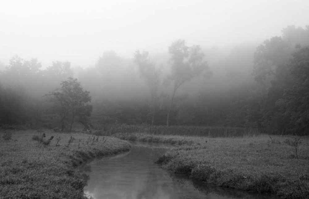 Creek in Fog I art print by Tammy Putman for $57.95 CAD