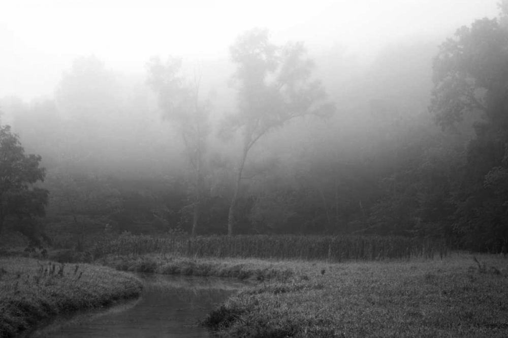 Creek in Fog II art print by Tammy Putman for $57.95 CAD