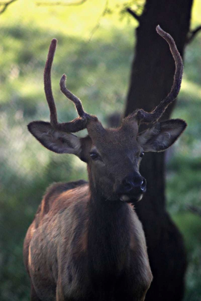 Elk I art print by Tammy Putman for $57.95 CAD