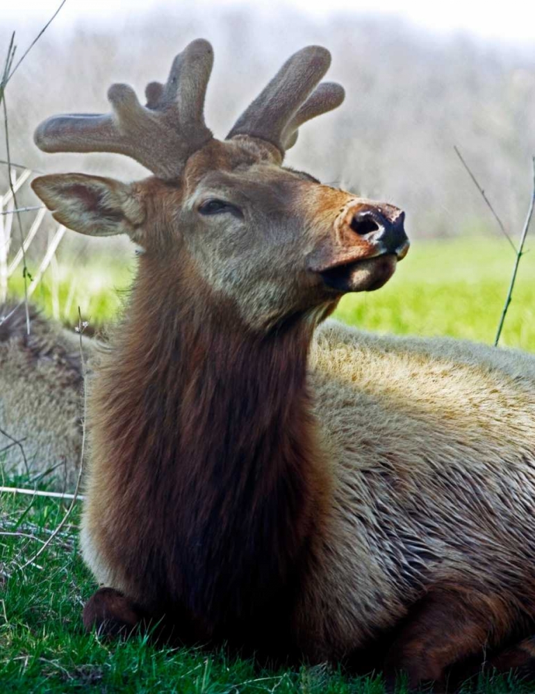 Elk II art print by Tammy Putman for $57.95 CAD