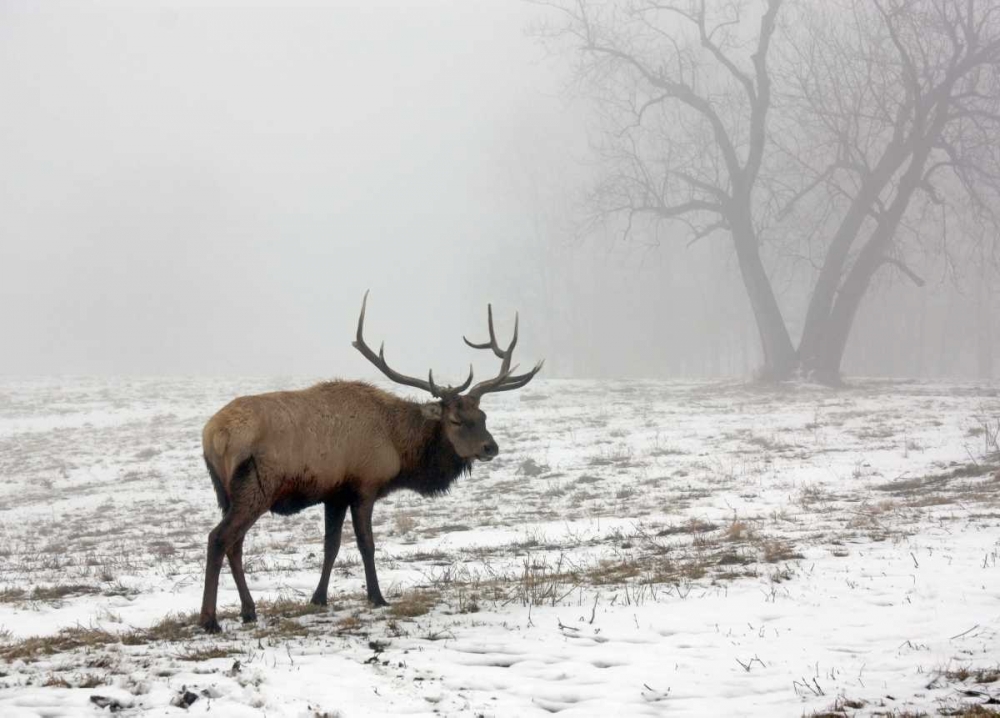 Elk III art print by Tammy Putman for $57.95 CAD