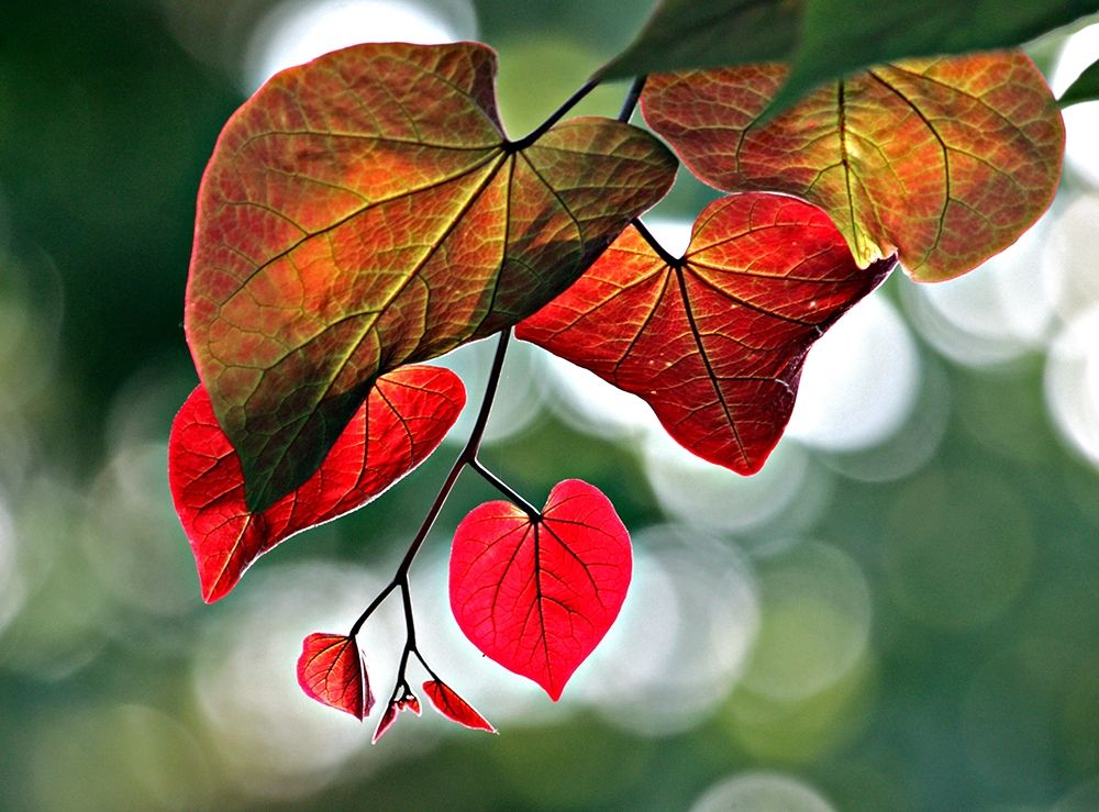 Red art print by Tammy Putman for $57.95 CAD