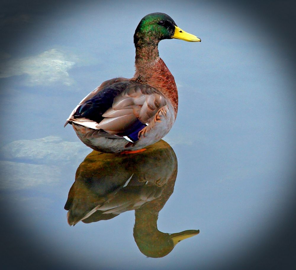 Mallard Reflection art print by Tammy Putman for $57.95 CAD