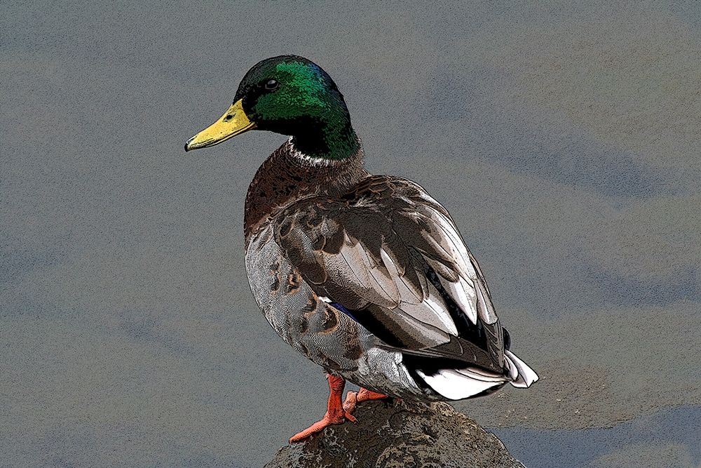 Mallard art print by Tammy Putman for $57.95 CAD