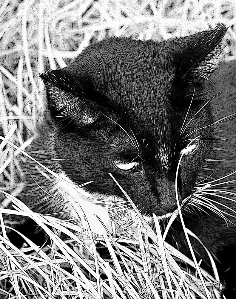 Jinx I art print by Tammy Putman for $57.95 CAD