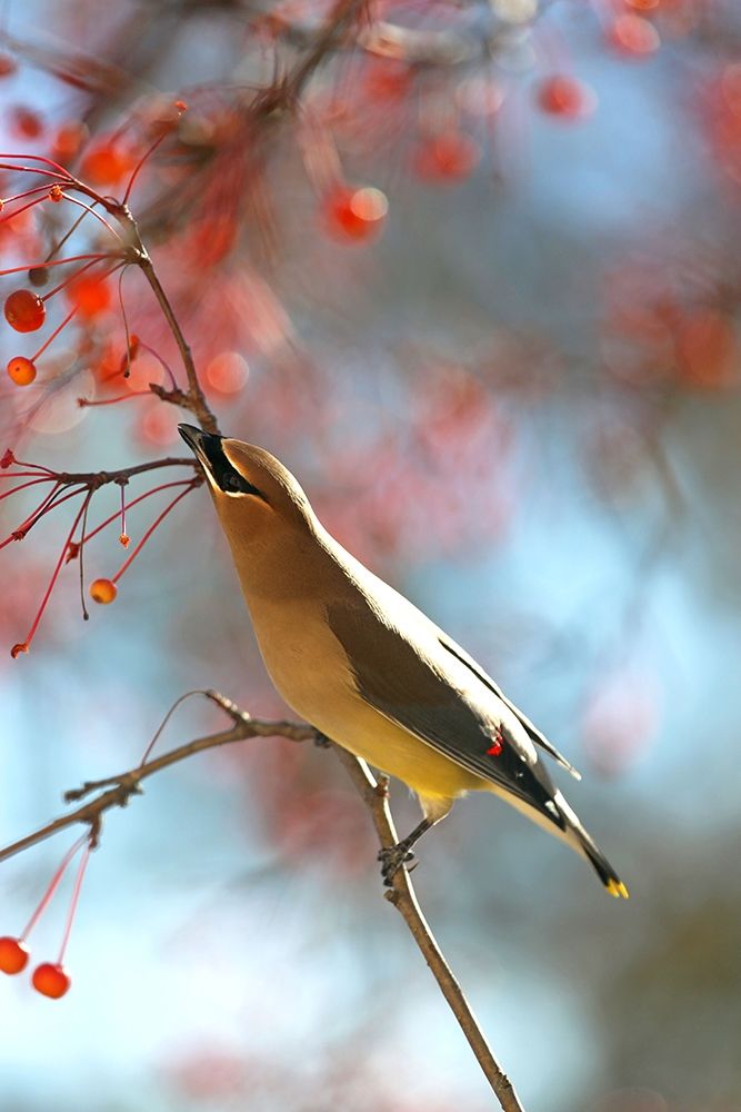 Cedar Wax Wing art print by Tammy Putman for $57.95 CAD