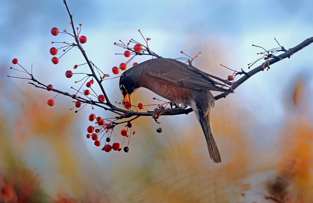 Robin the Berry I art print by Tammy Putman for $57.95 CAD