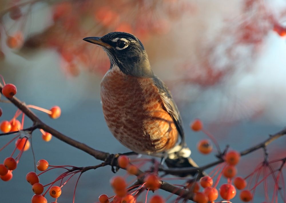 Robin the Berry II art print by Tammy Putman for $57.95 CAD