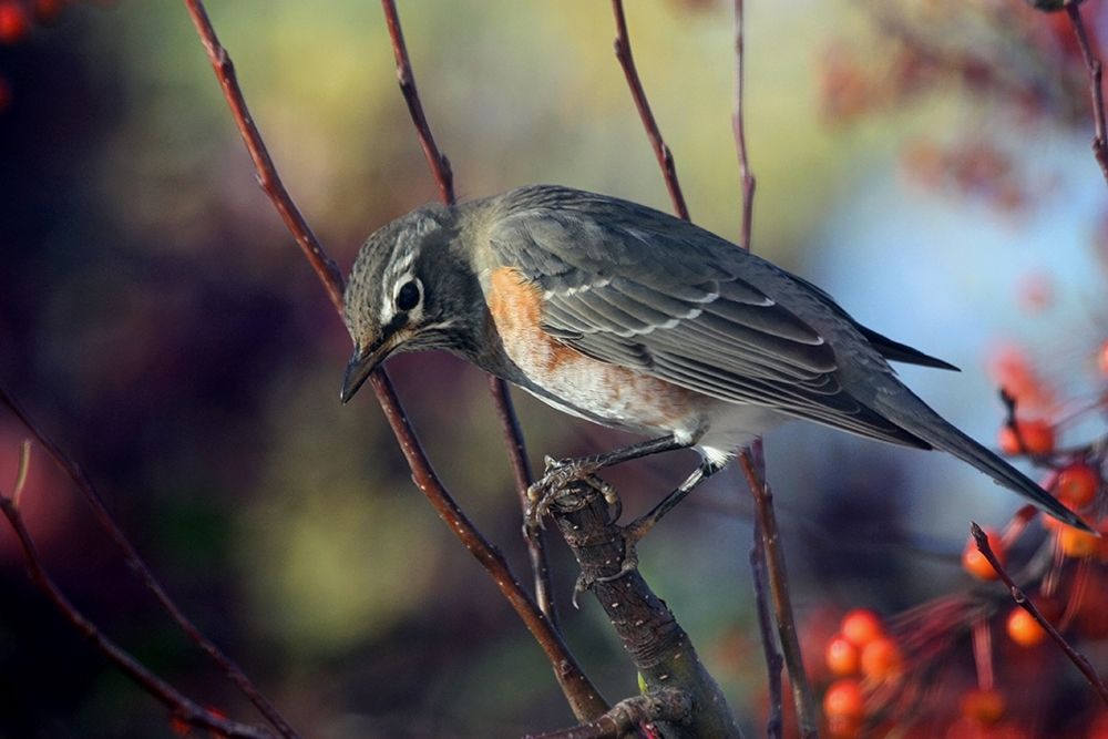 Robin the Berry III art print by Tammy Putman for $57.95 CAD