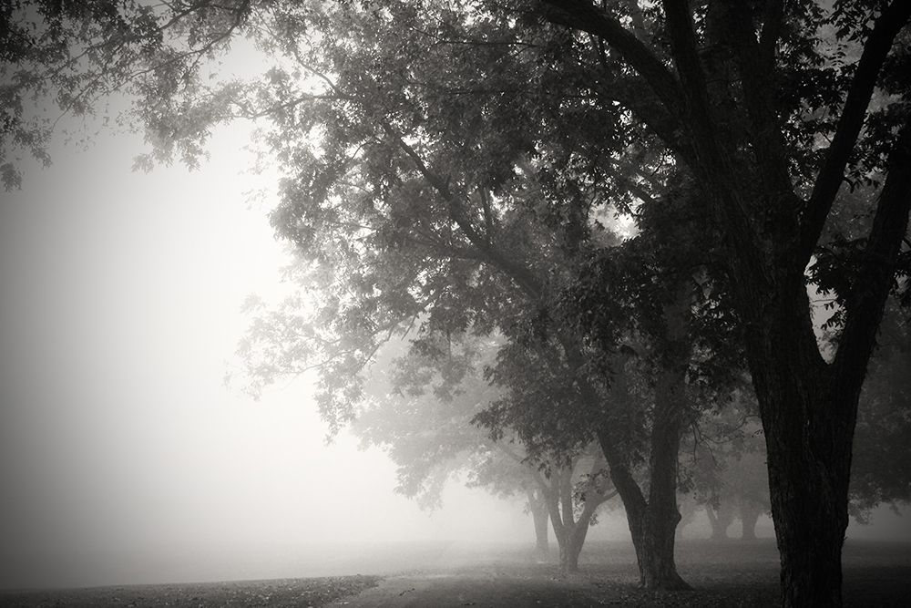 Morning Walk art print by Tammy Putman for $57.95 CAD