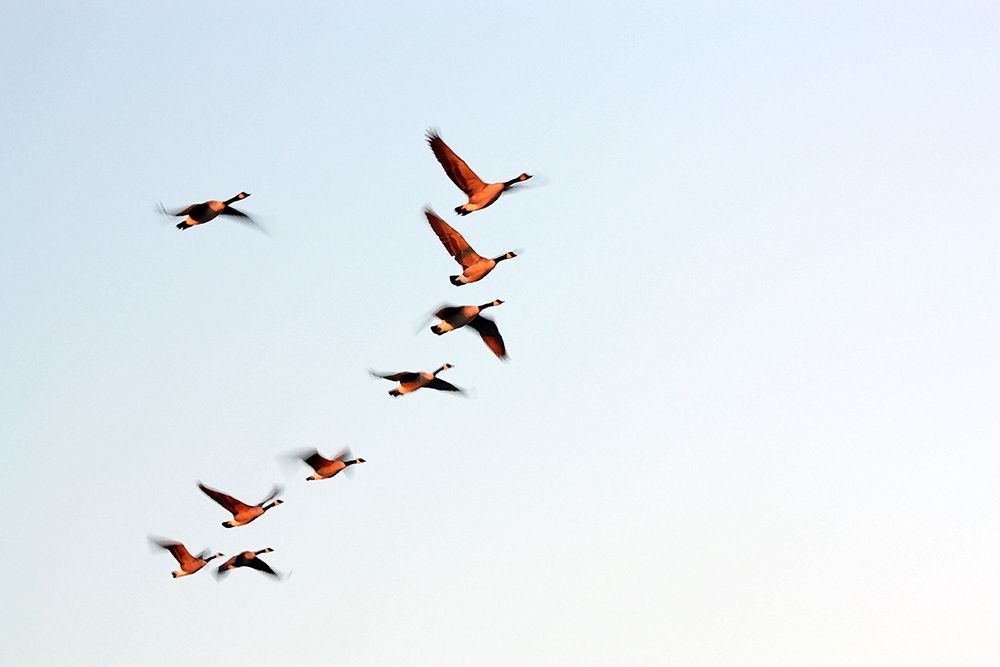 Flock art print by Tammy Putman for $57.95 CAD