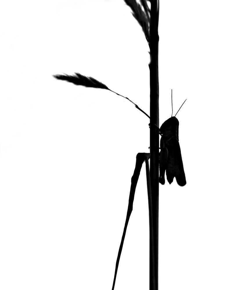 Grasshopper art print by Tammy Putman for $57.95 CAD