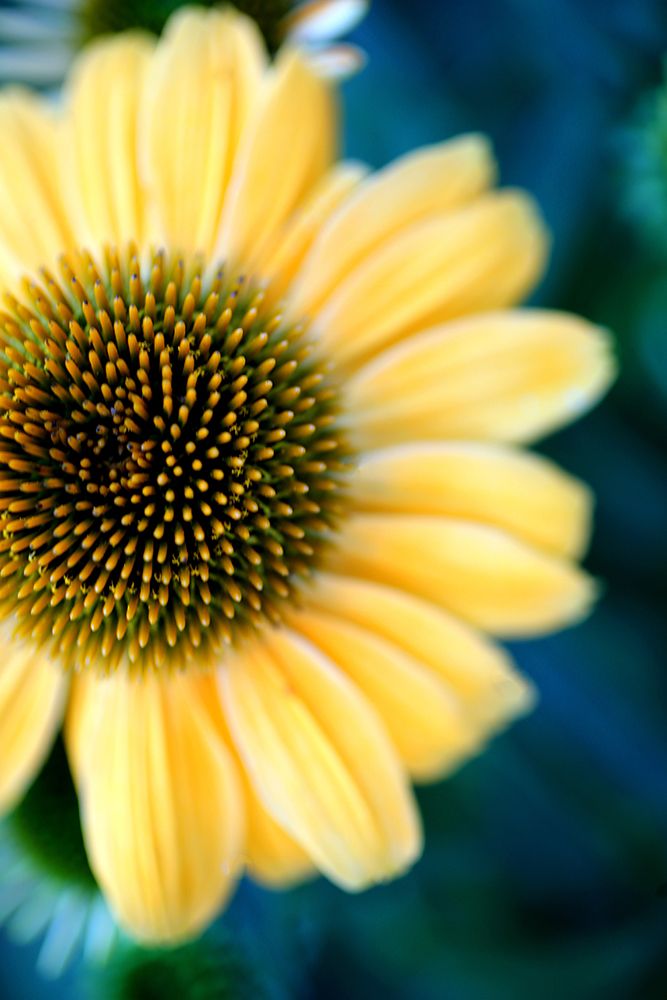 Cone Flowers III art print by Tammy Putman for $57.95 CAD
