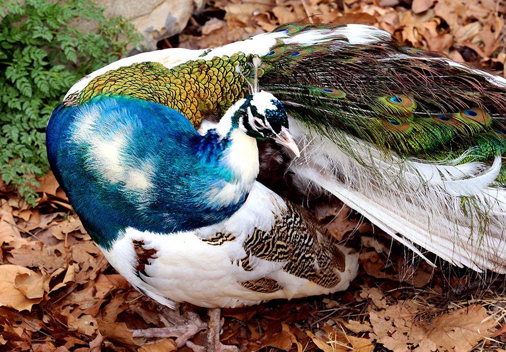 Posing Peacock II art print by Tammy Putman for $57.95 CAD