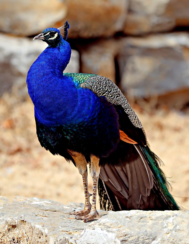 Posing Peacock III art print by Tammy Putman for $57.95 CAD