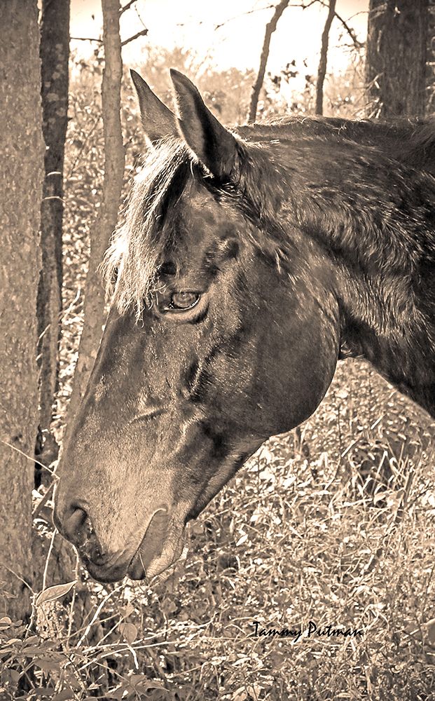 Vintage Horse II art print by Tammy Putman for $57.95 CAD