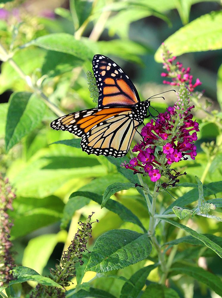 Monarch Garden I art print by Tammy Putman for $57.95 CAD