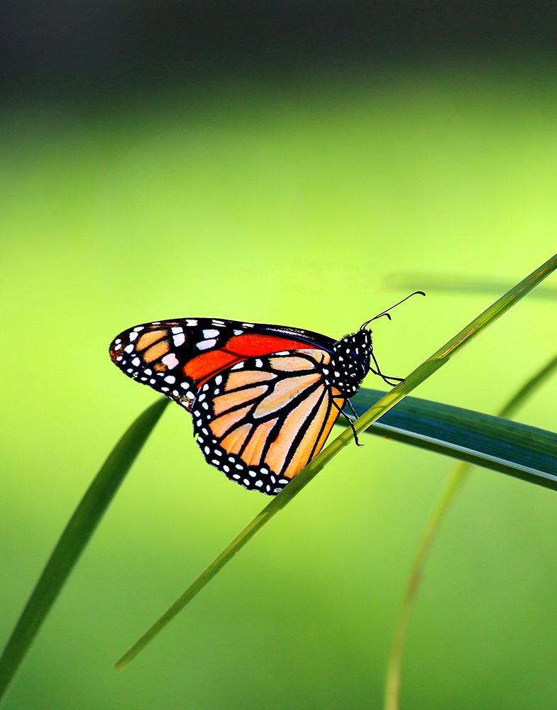 Monarch Stained Glass art print by Tammy Putman for $57.95 CAD
