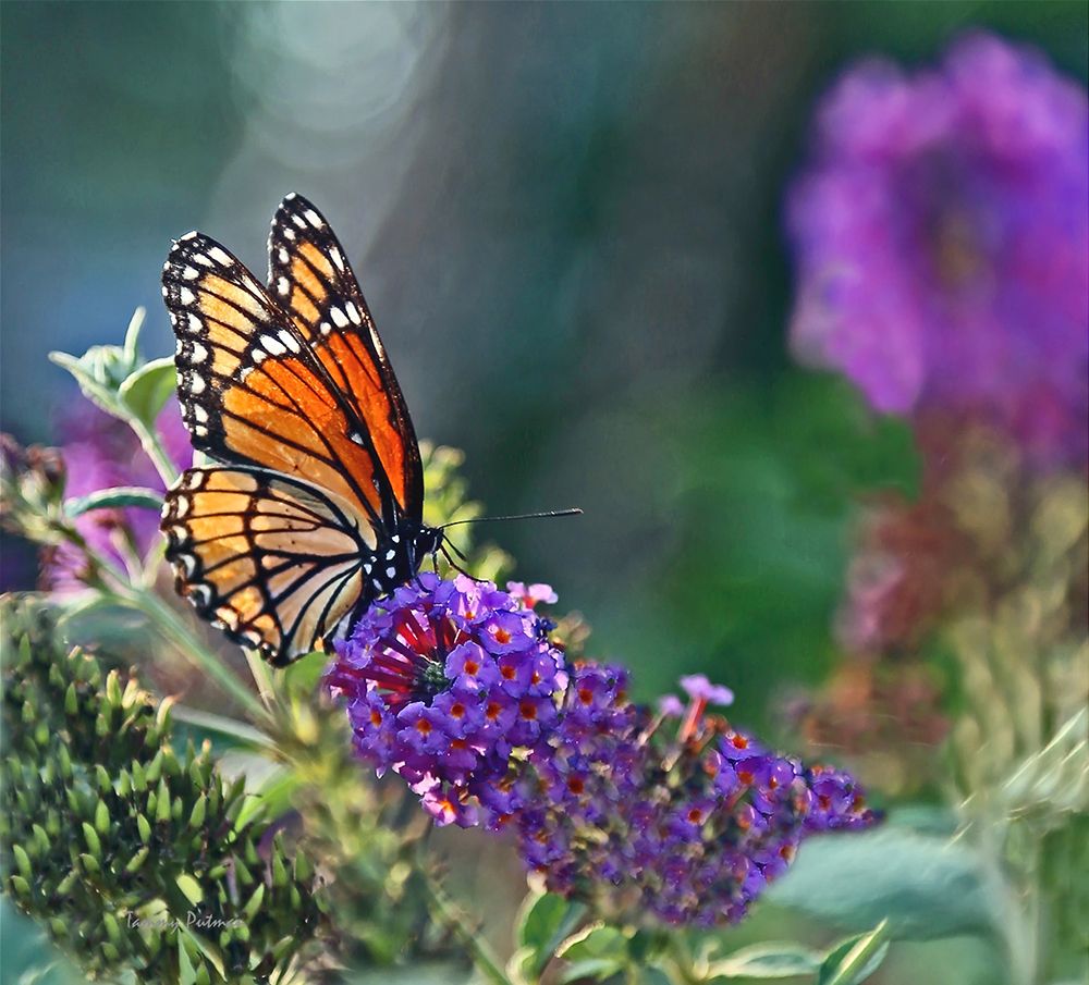 Monarch Garden II art print by Tammy Putman for $57.95 CAD