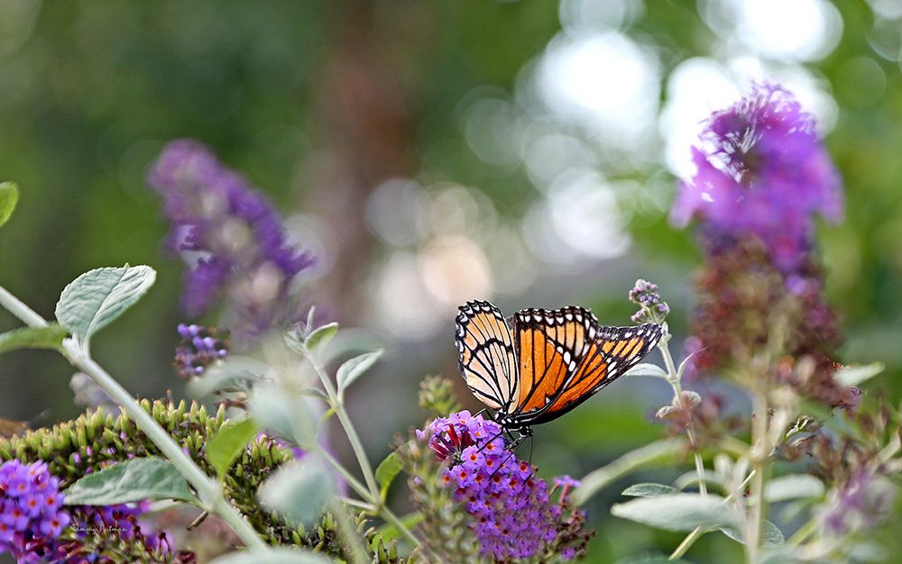 Monarch Garden III art print by Tammy Putman for $57.95 CAD