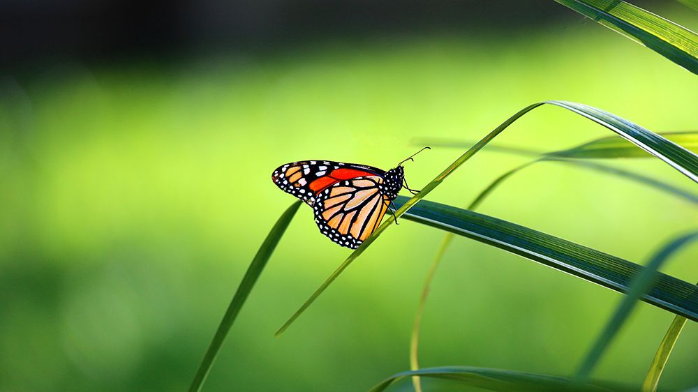 Monarch Patterns art print by Tammy Putman for $57.95 CAD