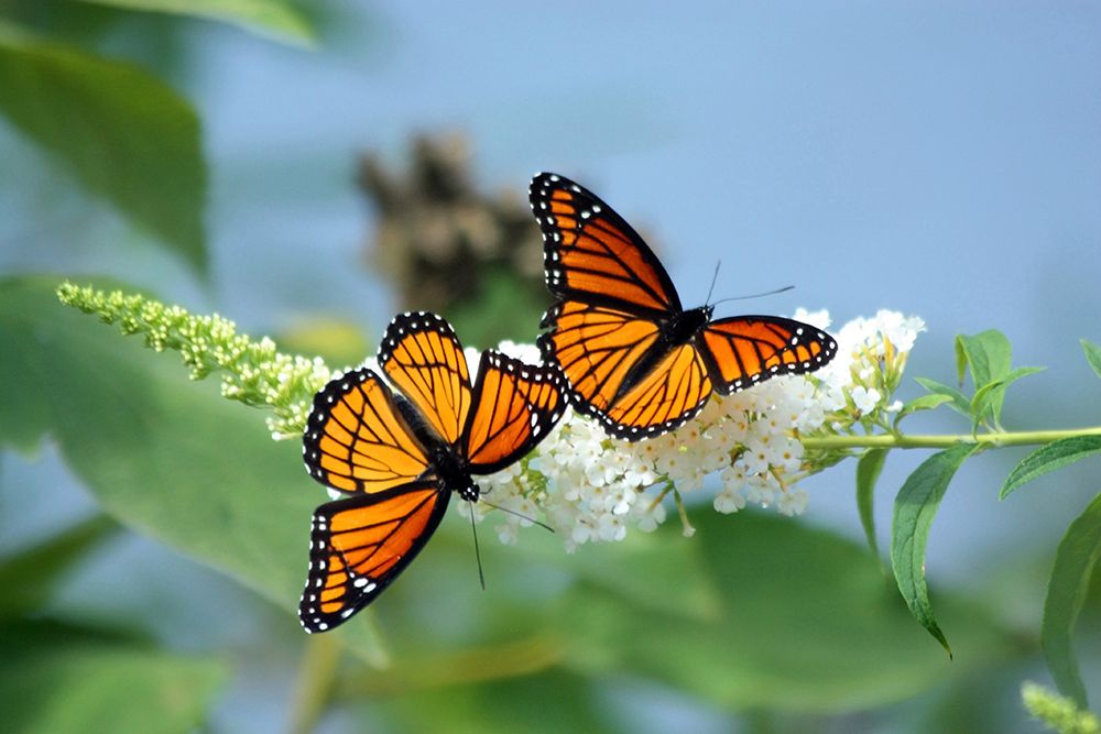 Viceroy Twins art print by Tammy Putman for $57.95 CAD