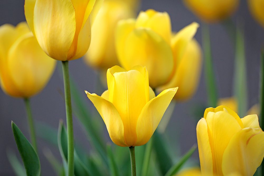 Yellow Tulips art print by Tammy Putman for $57.95 CAD