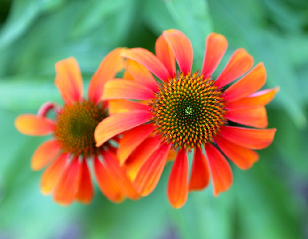 Echinacea art print by Tammy Putman for $57.95 CAD