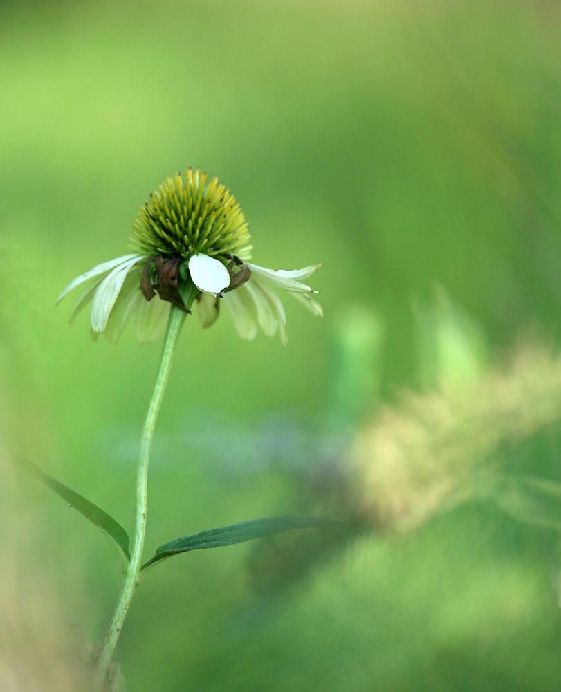 White Cones I art print by Tammy Putman for $57.95 CAD