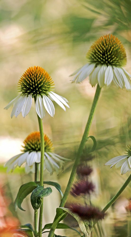 White Cones II art print by Tammy Putman for $57.95 CAD