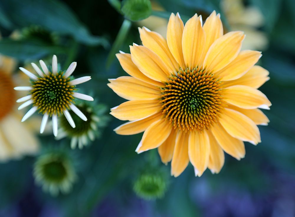 Daisies art print by Tammy Putman for $57.95 CAD