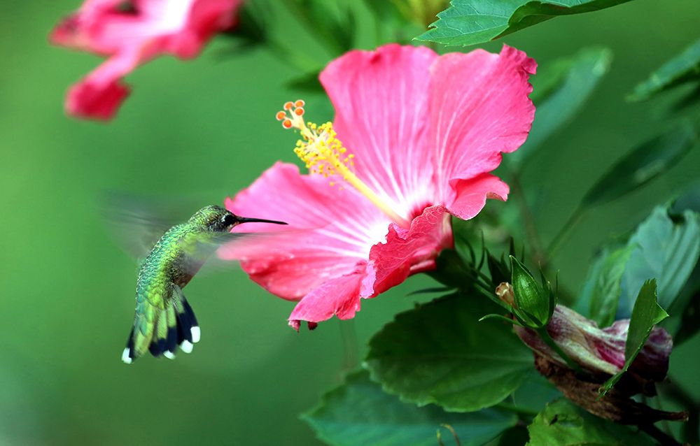 Hummingbird I art print by Tammy Putman for $57.95 CAD