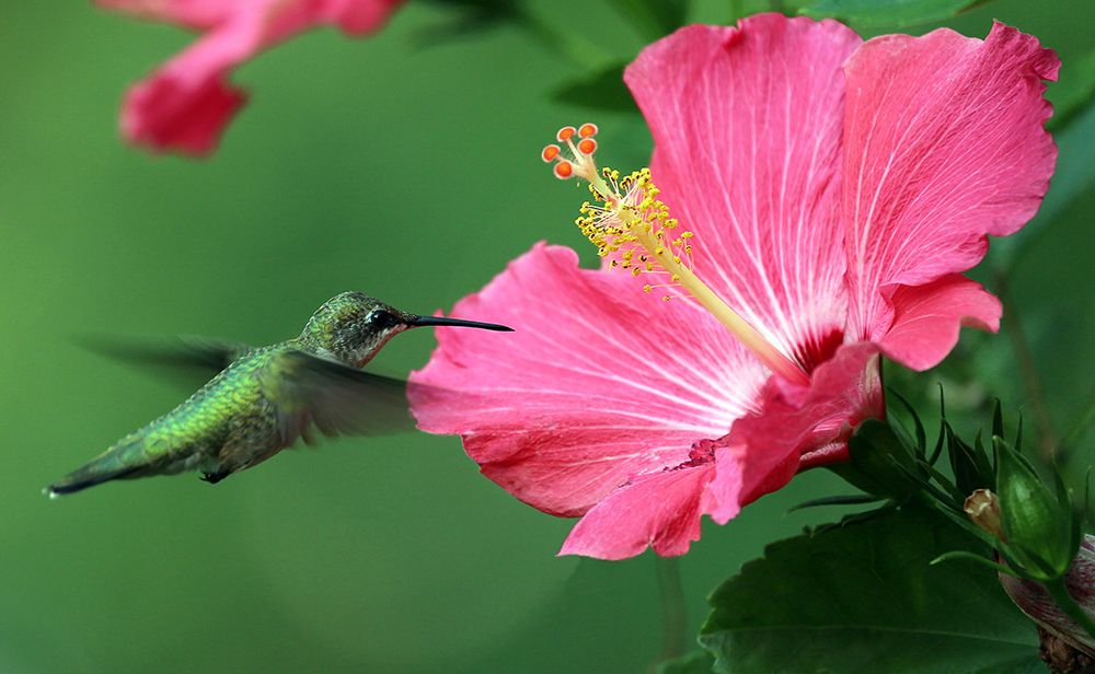 Hummingbird II art print by Tammy Putman for $57.95 CAD