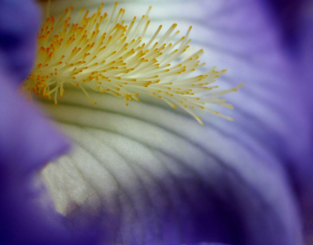 Iris art print by Tammy Putman for $57.95 CAD