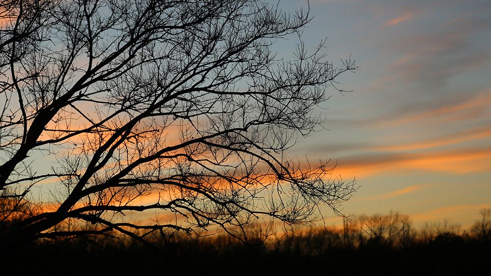 Dusk Silhouette I art print by Tammy Putman for $57.95 CAD