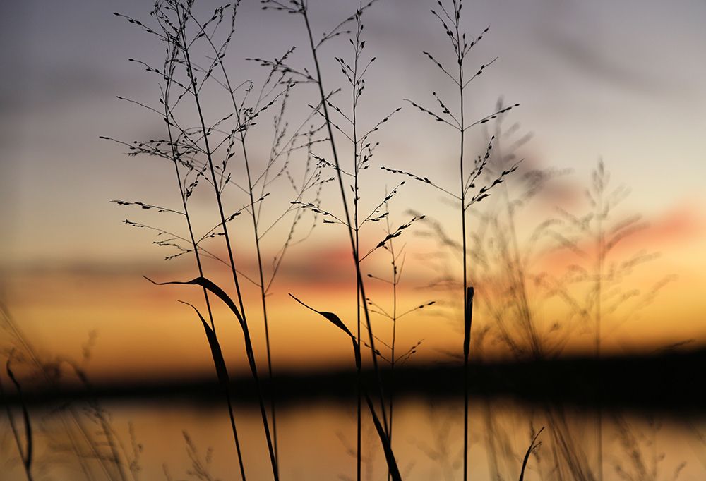 Dusk Silhouette II art print by Tammy Putman for $57.95 CAD