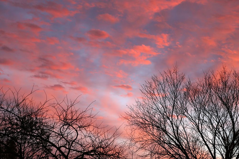 Dusk Silhouette III art print by Tammy Putman for $57.95 CAD