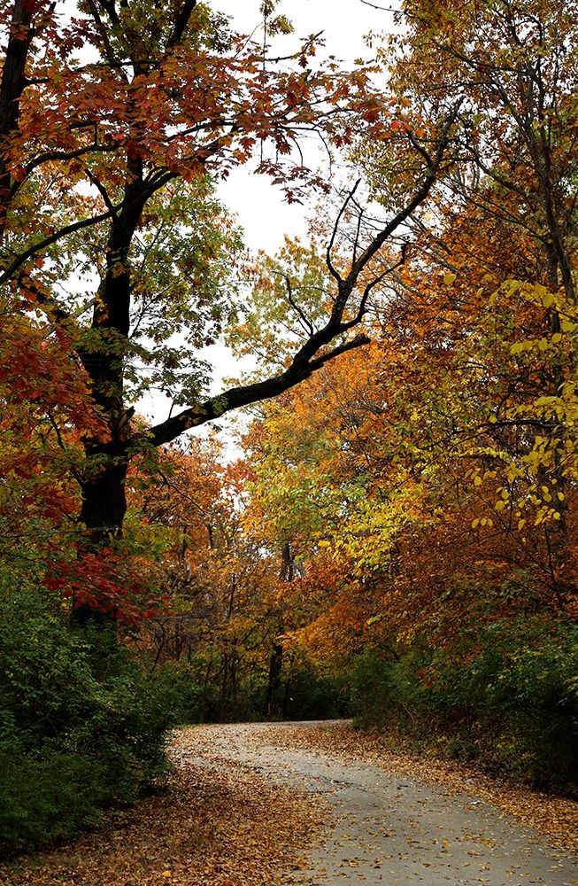 Autumn Drive art print by Tammy Putman for $57.95 CAD