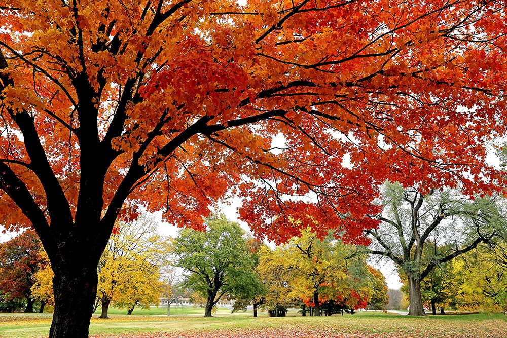 Red Fall art print by Tammy Putman for $57.95 CAD