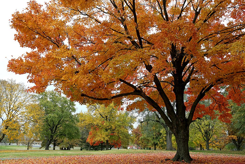 Orange Fall art print by Tammy Putman for $57.95 CAD