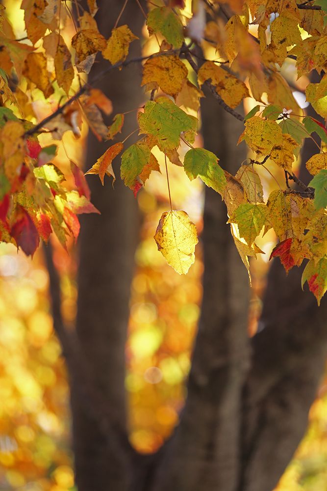 Fall Maple art print by Tammy Putman for $57.95 CAD