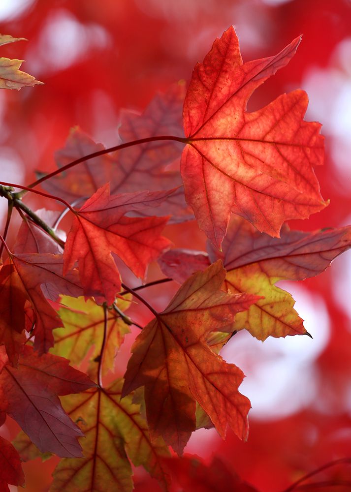 In the Red art print by Tammy Putman for $57.95 CAD
