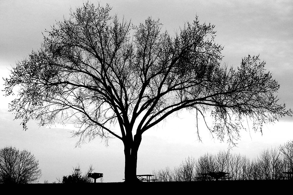 Dusk art print by Tammy Putman for $57.95 CAD