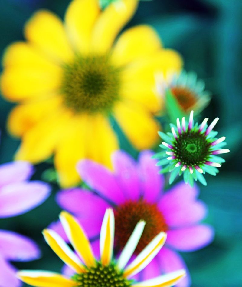 Colorful Bouquet I art print by Tammy Putman for $57.95 CAD