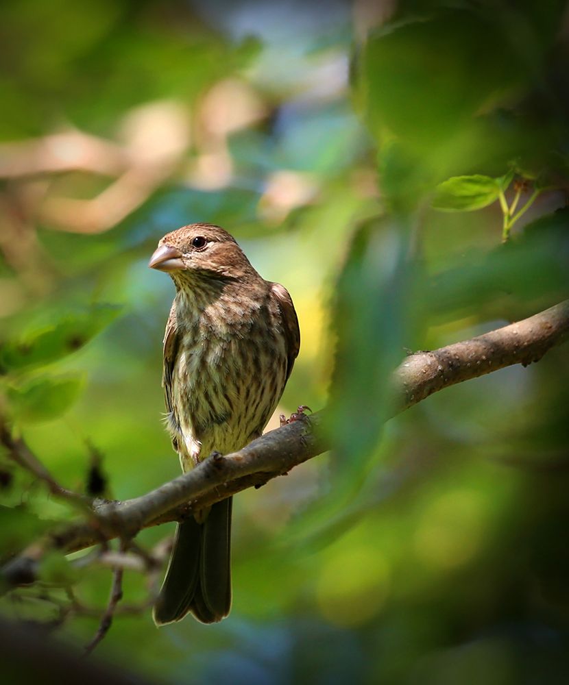 Finch art print by Tammy Putman for $57.95 CAD