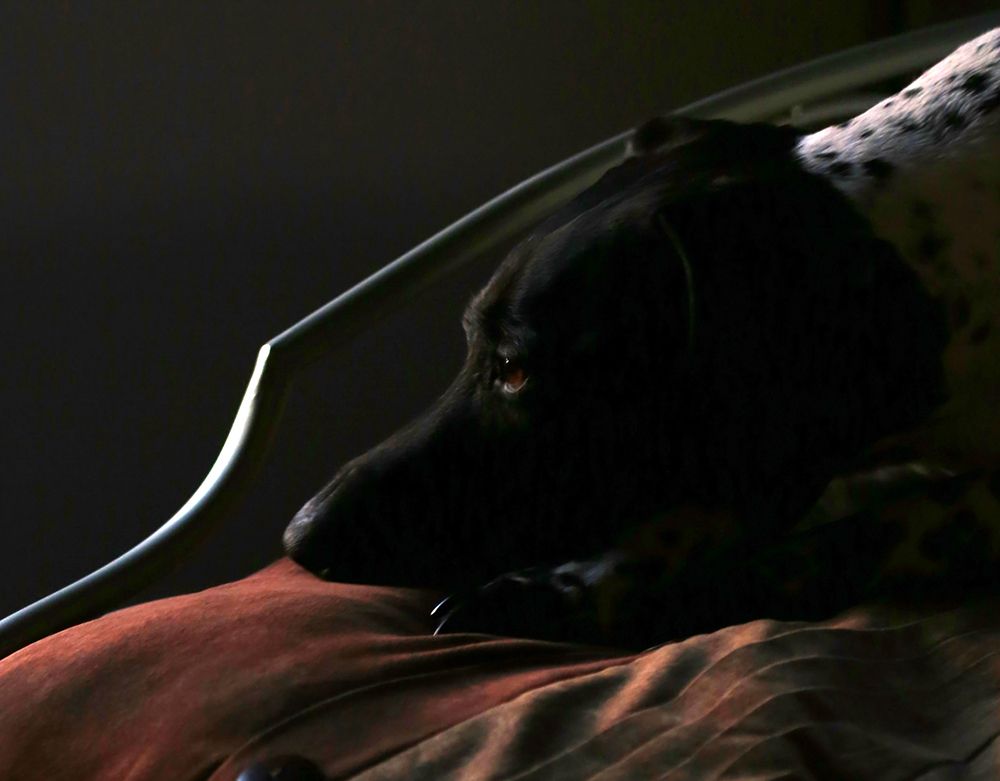 German Shorthaired Pointer art print by Tammy Putman for $57.95 CAD